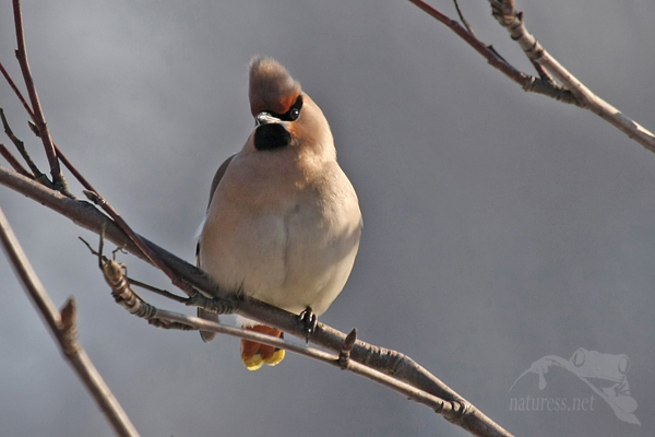 Brkoslav severní (Bombycilla garrulus)