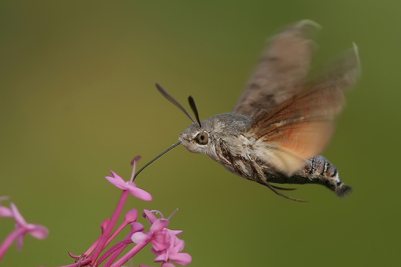 Dlouhozobka svízelová (Macroglossum stellatarum)