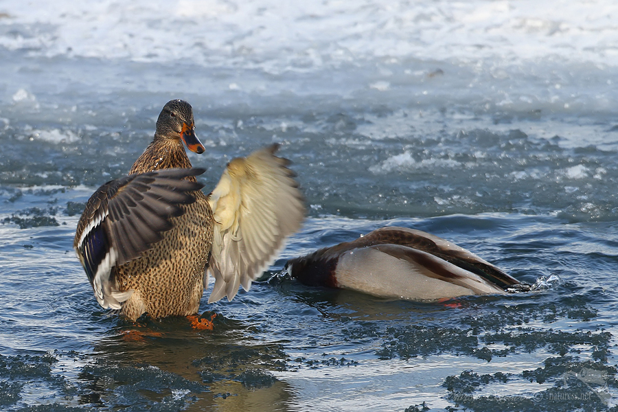 Kachna divoká (Anas platyrhynchos)