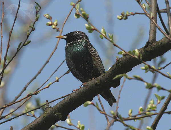 Špaček obecný (Sturnus vulgaris)