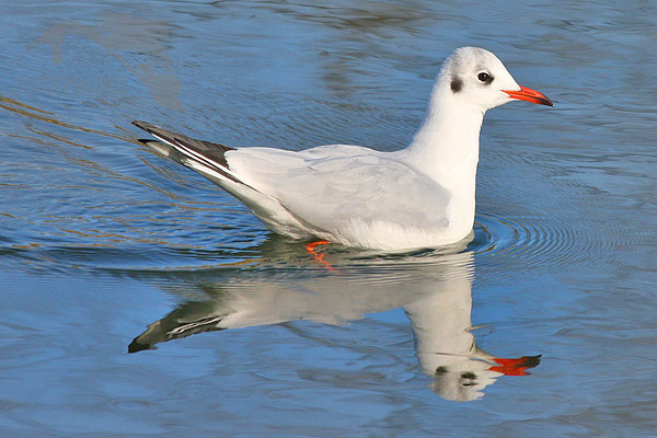 Racek chechtavý (Larus ridibundus)