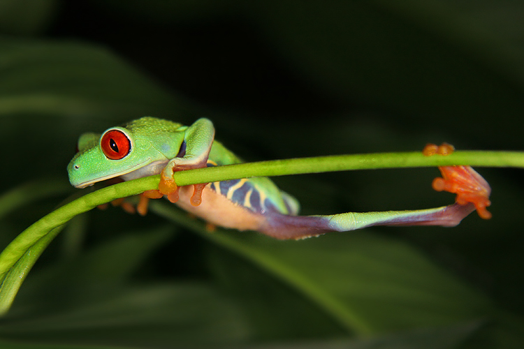 Listovnice červenooká,nádherná (Agalychnis callidryas, Hyla callidryas Cope 1862)