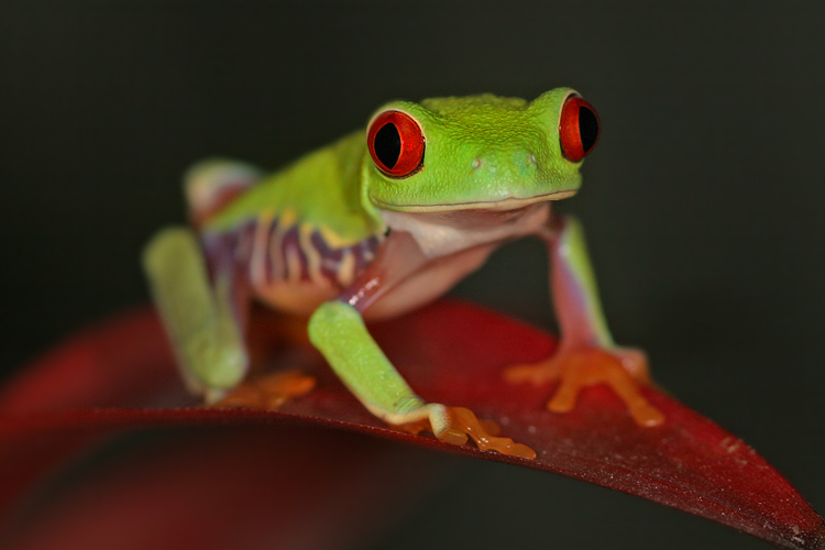 Listovnice červenooká,nádherná (Agalychnis callidryas, Hyla callidryas Cope 1862)