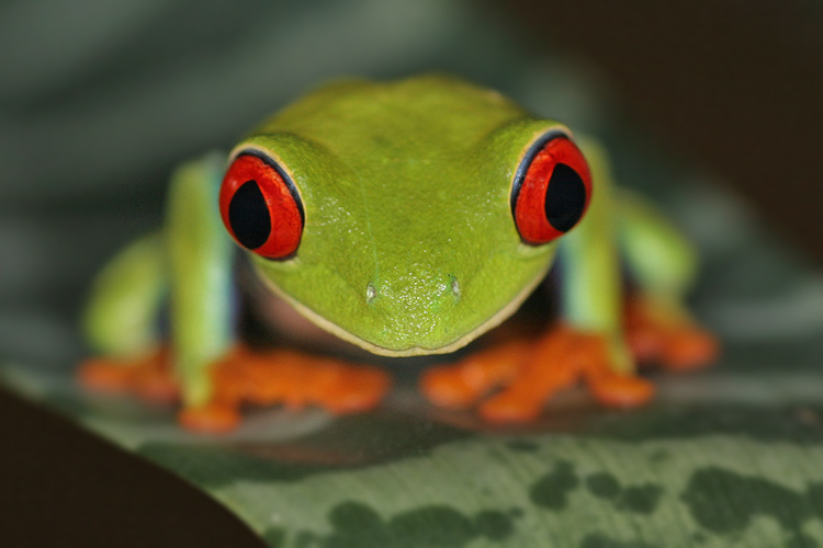 Listovnice červenooká,nádherná (Agalychnis callidryas, Hyla callidryas Cope 1862)