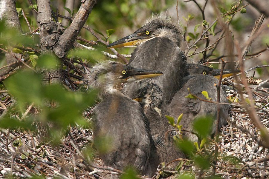  Volavka popelav&aacute; (Ardea cinerea)