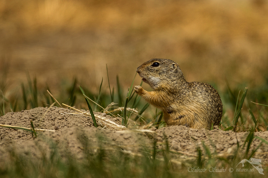 Sysel obecný (Spermophilus citellus)