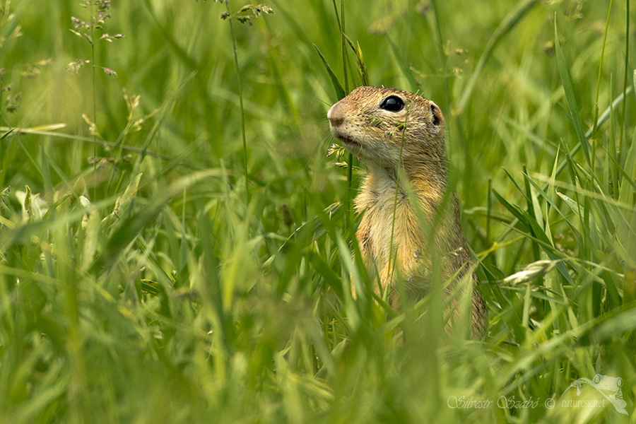 Sysel obecný (Spermophilus citellus)