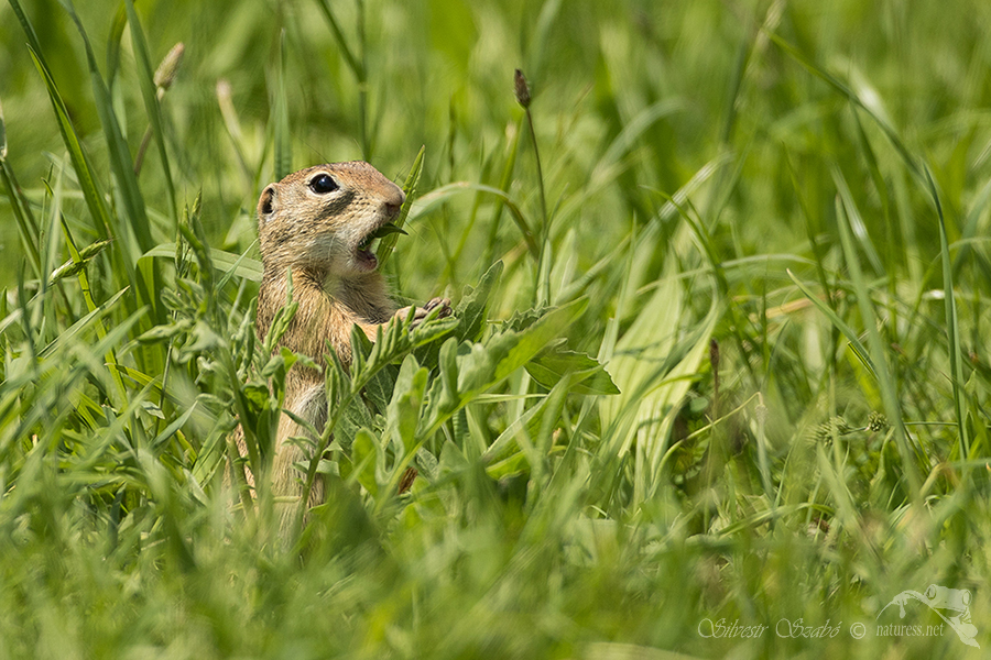 Sysel obecný (Spermophilus citellus)