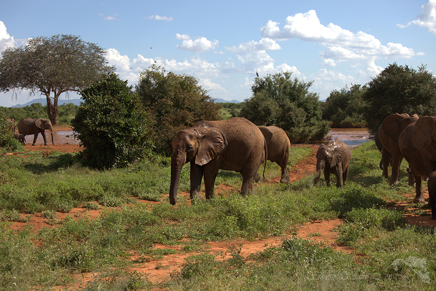 Národní park Tsavo východ -Tsavo East 