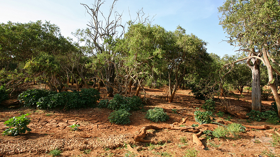 Národní park Tsavo východ -Tsavo East 