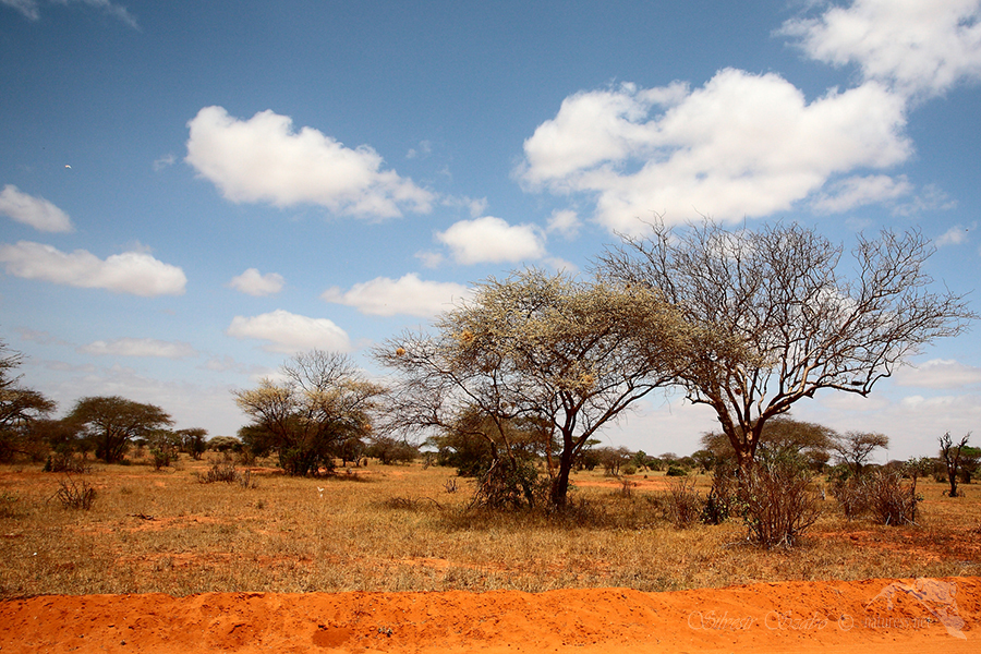 Národní park Tsavo východ -Tsavo East 