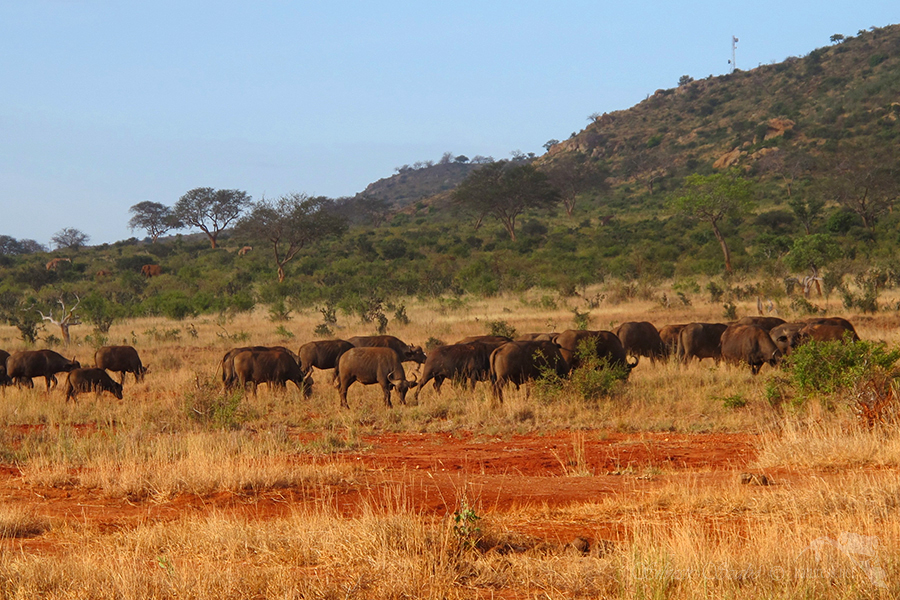 Národní park Tsavo východ -Tsavo East 