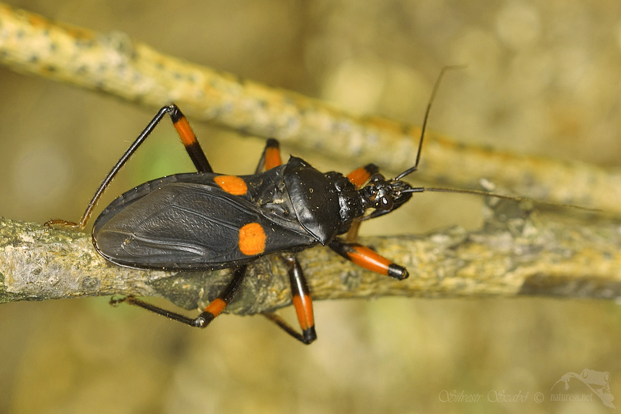 Zákeřnice (Platymeris biguttata)