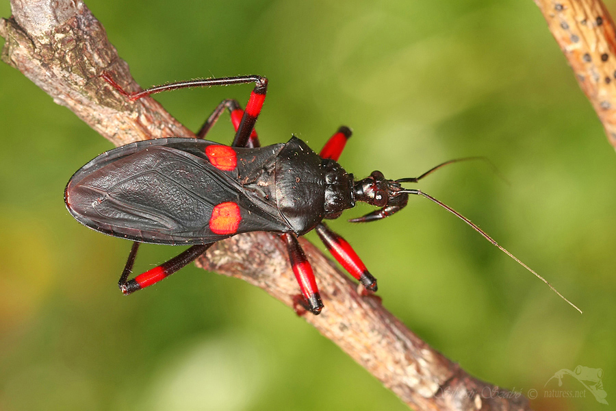 Zákeřnice (Platymeris biguttata)