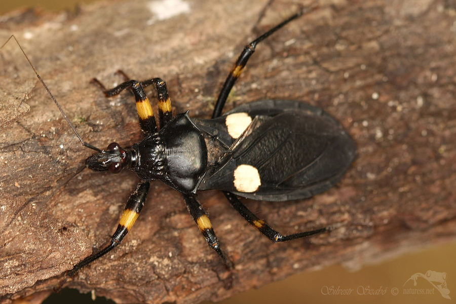 Zákeřnice (Platymeris biguttata)