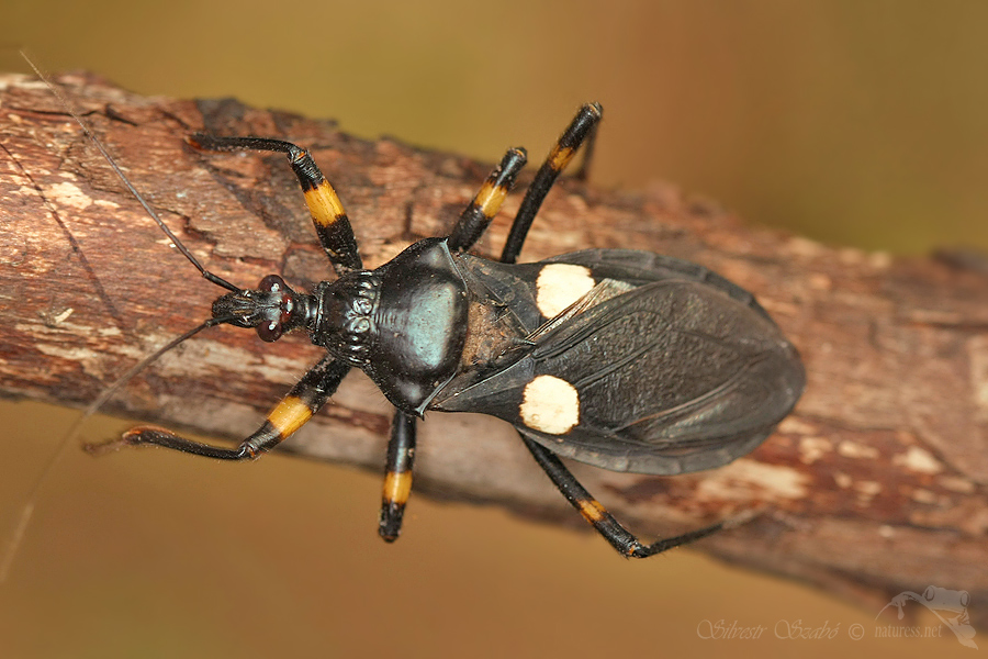 Zákeřnice (Platymeris biguttata)